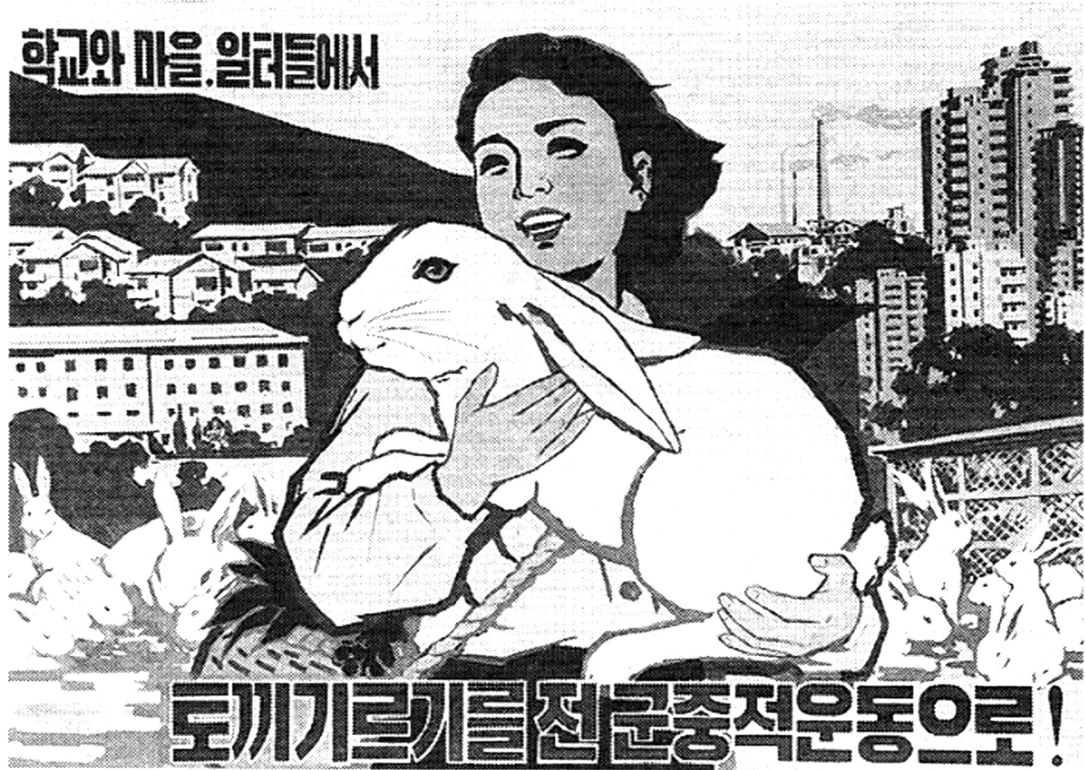 rabbits