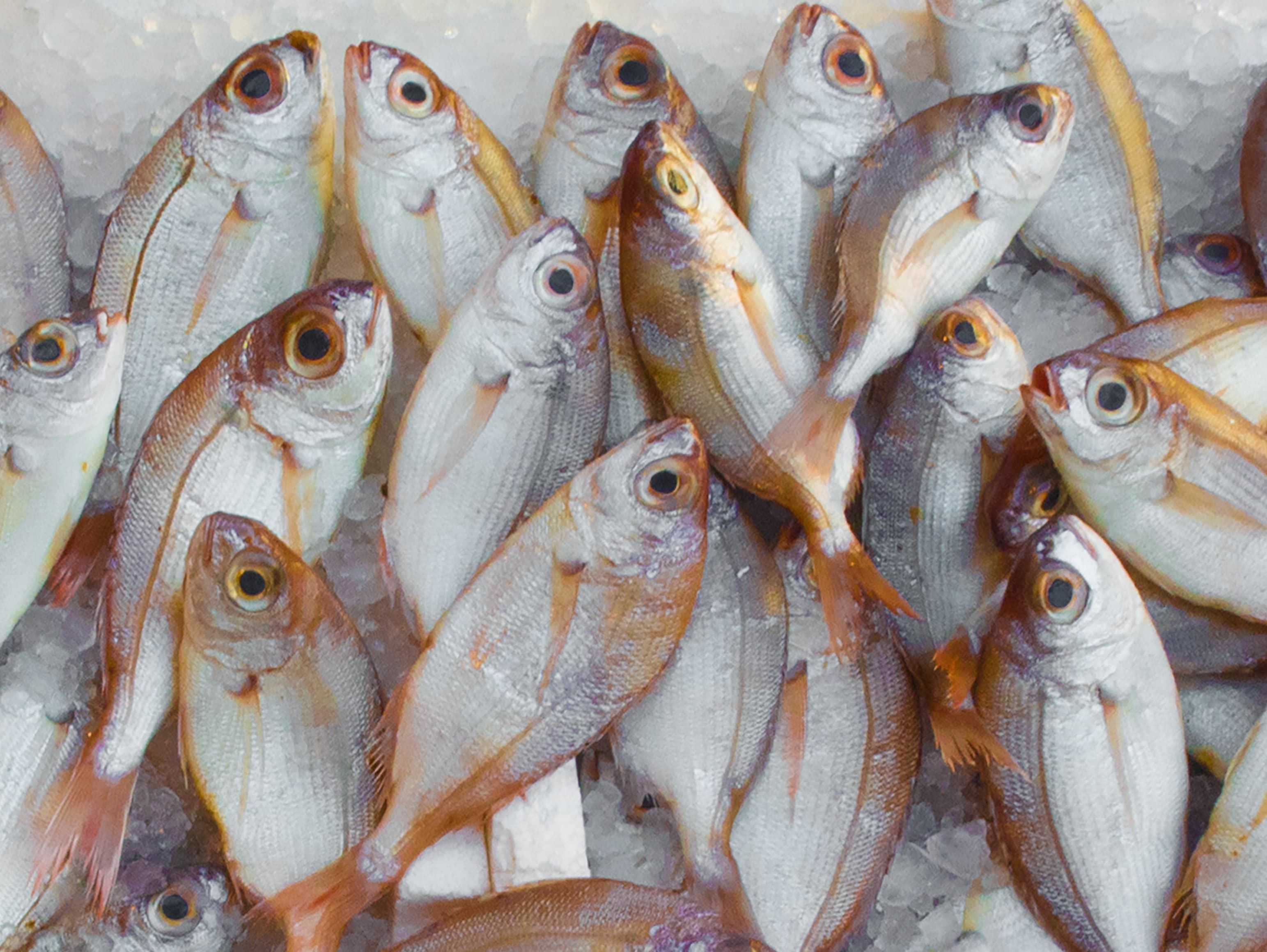 catch-fish-fish-market-229789